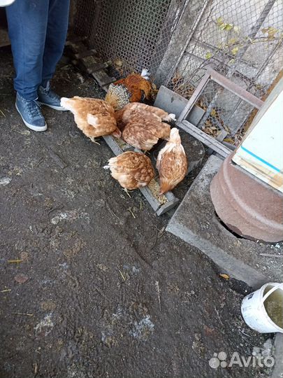 Продам курица