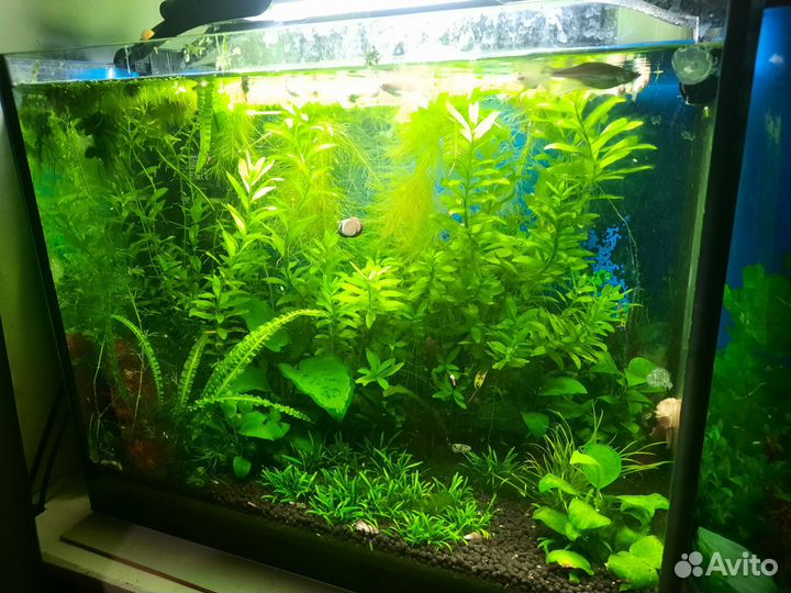Аквариум 60 л