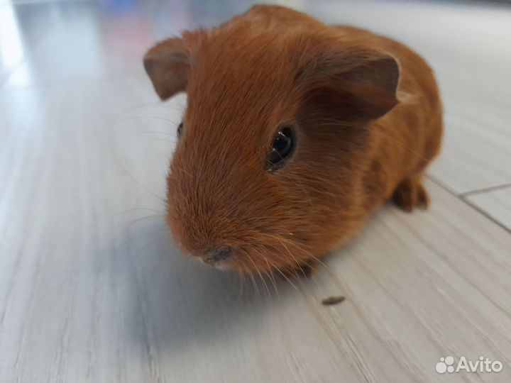 Морская свинка