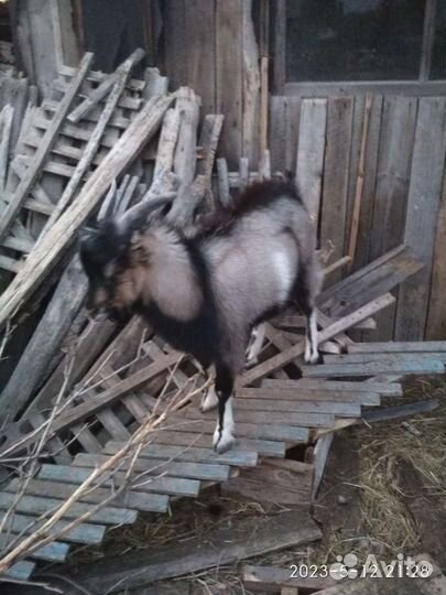 Козлик и коза, 8 мес