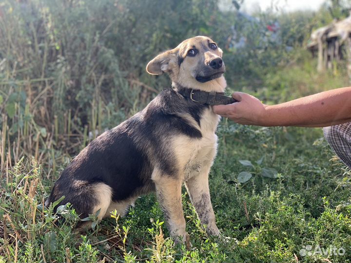 Щеночек Тарочка в добрые руки