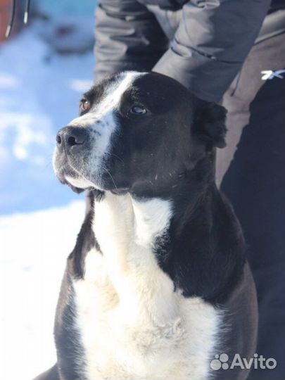 Алабай Плюш, добрый