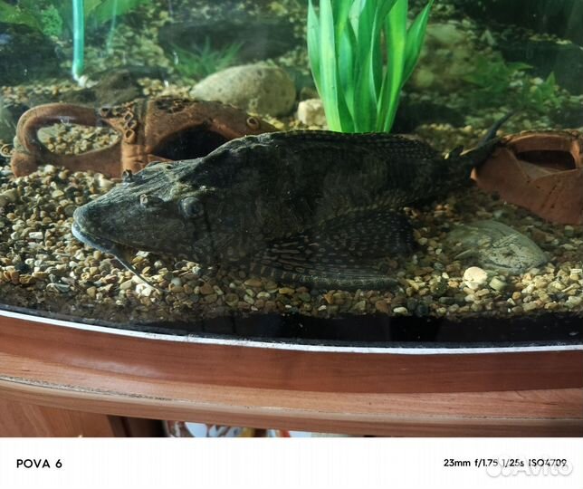 Сом парчовый