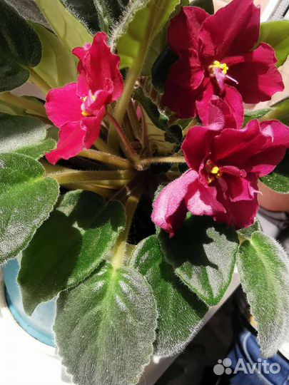 Цветок Фиалка детки