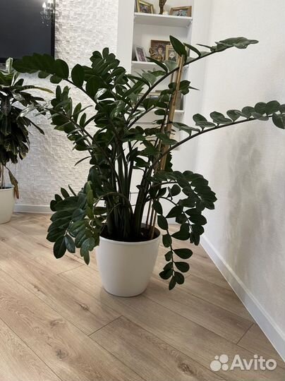 Замиокулькас