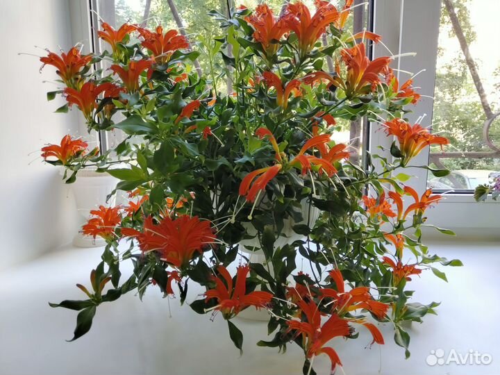 Сортовые Эсхинантусы