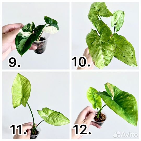 Сингониумы сортовые