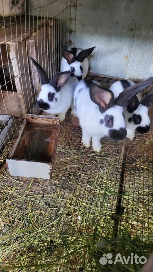 Кролики строкачи