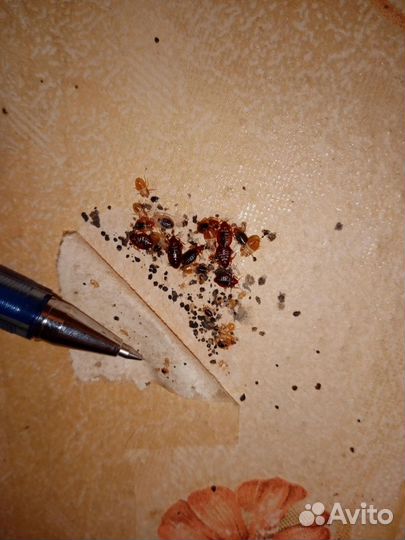 Уничтожение насекомых:тараканов,клопов,блох и т.д