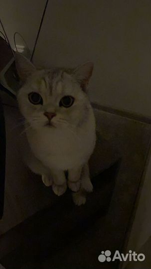 Коты в добрые руки