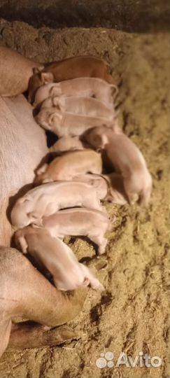 Поросята, Свиноматки супоростные, хряк