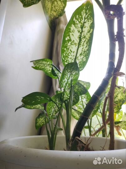 Диффенбахия 20см, 30см, 50см, 110см