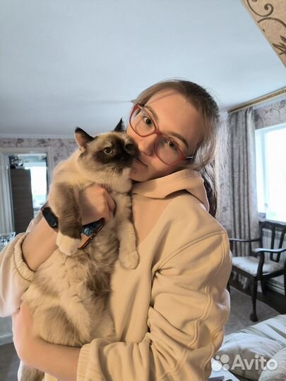 Выгул собак и кошек