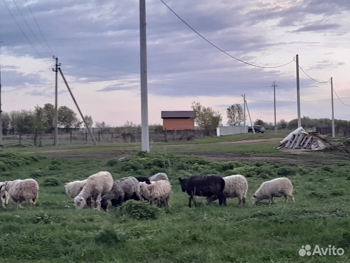 Овцы бараны