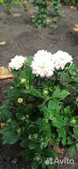 Хризантема шаровидная