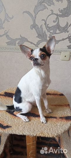 Щенки тойтерьер мини