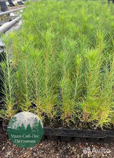 Сосна зкс окс сеянцы Ель Лиственница Голуб Горная