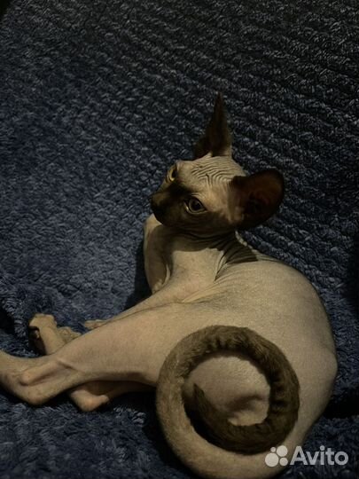 Донской сфинкс