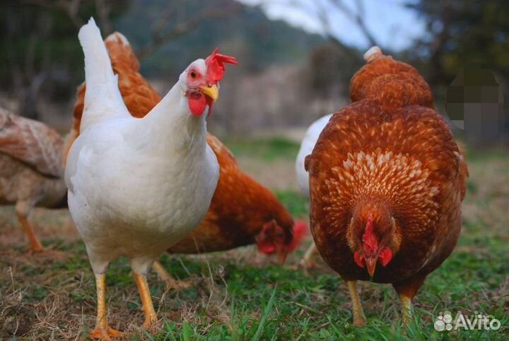 Курицы несушки