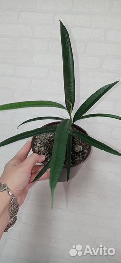 Фикус Али 2 шт в горшке 0.75 л