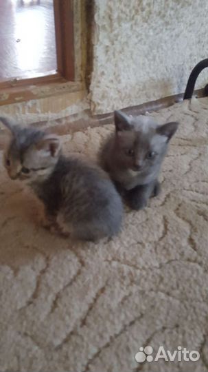 Котики бесплатно в добрые руки