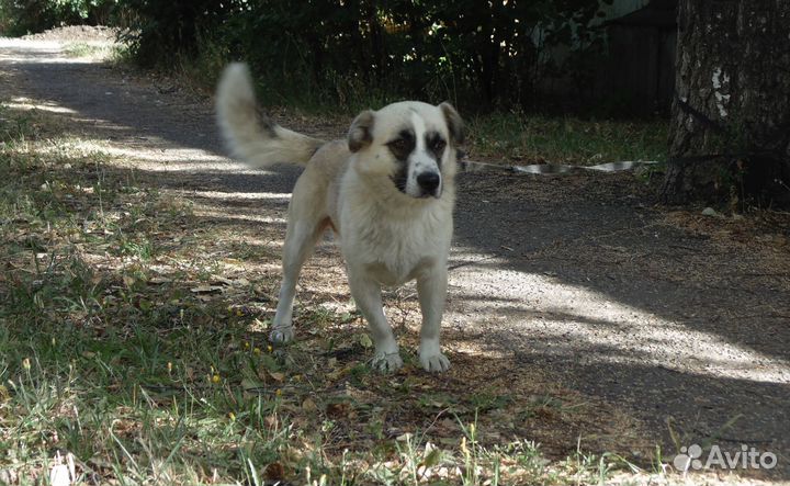 Филе нужен дом