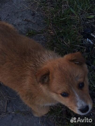 Щенок мальчик