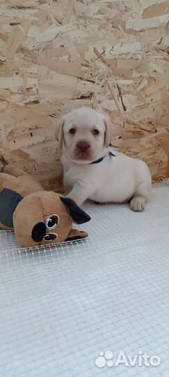 Щенки лабрадора