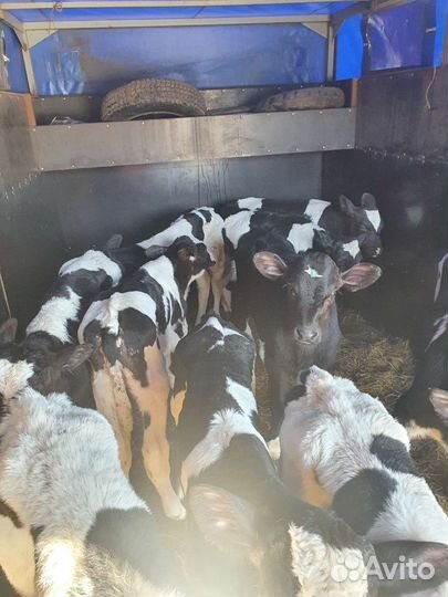 Телята бычки