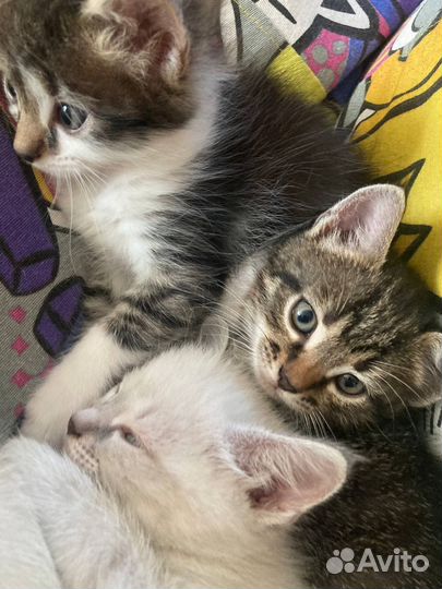 Котята в добрые руки