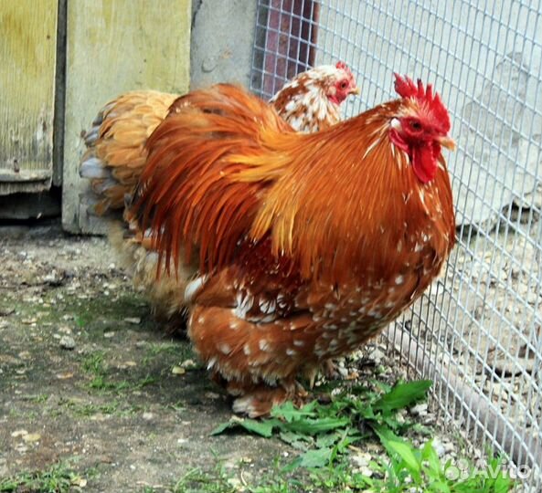 Карликовые куры