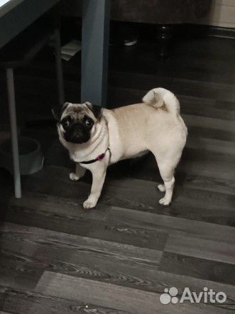 Мопс в добрые руки