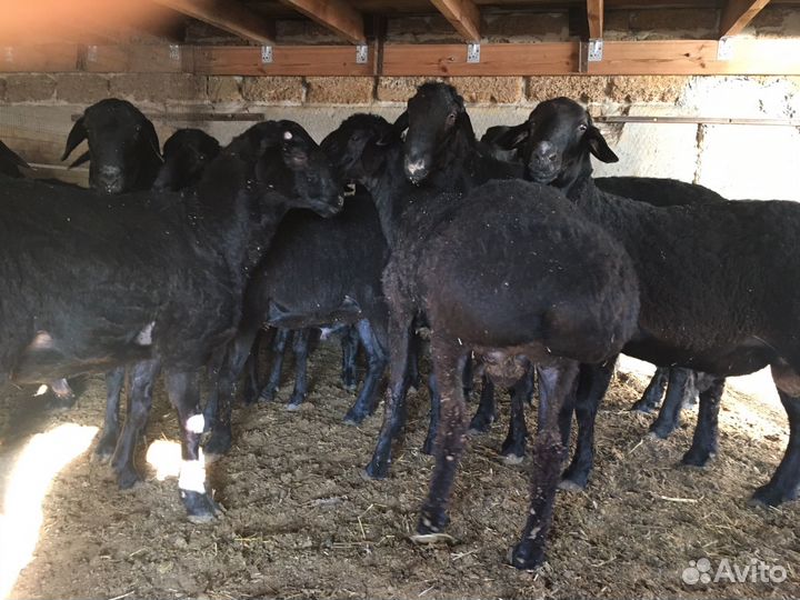 Курдючные бараны овцы