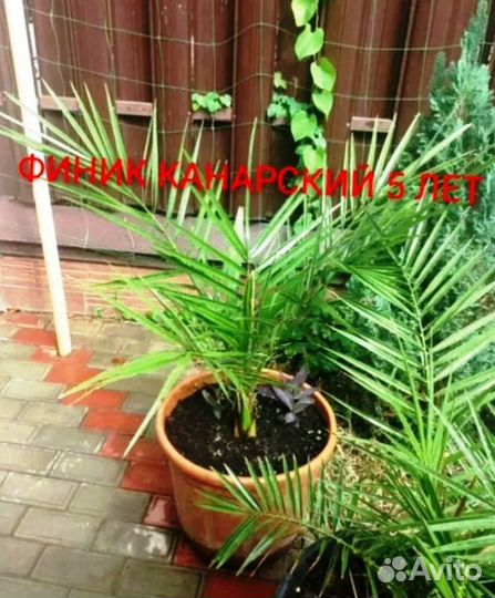 Финиковая пальма большие и маленькие