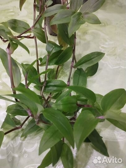 Комнатные растения