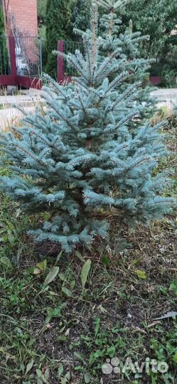 Ель сербская