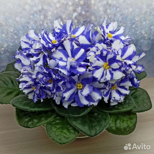 Пасынки фиалок-химер