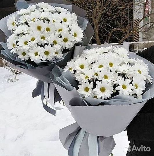 Хризантема