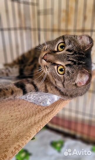 Кошечка Лора из приюта