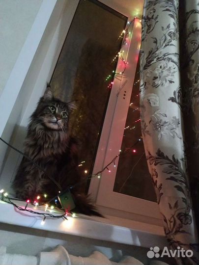 Передержка ваших питомцев