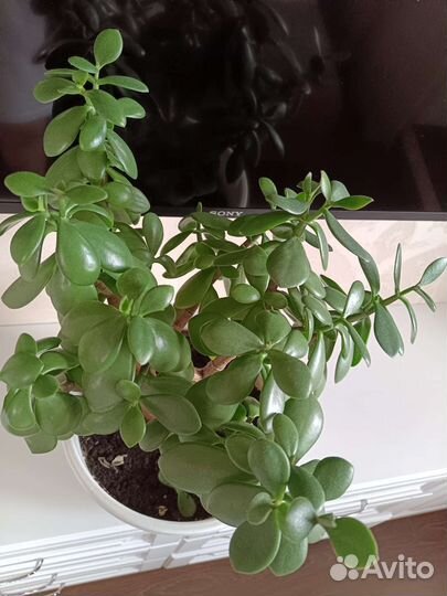 Толстянка, денежное дерево