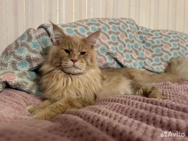 Мейн-кун вязка