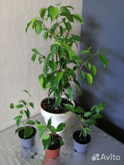 Фикусы, пеперомия, опунция и др