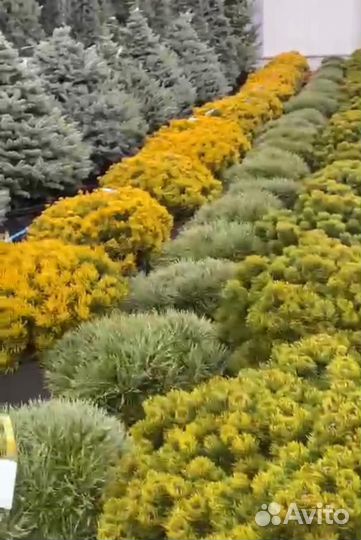 Сосна обыкновенная