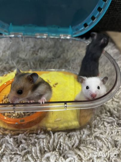 Сирийские хомячки