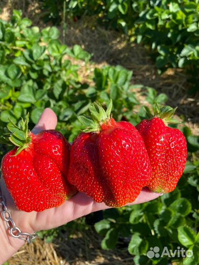 Рассада крупноплодной клубники Брилла