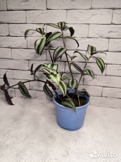 Традесканция зебрина