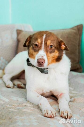 Собака компаньон Фрося ищет дом