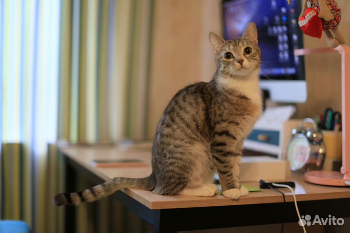 Кошечка в добрые руки, 1 год