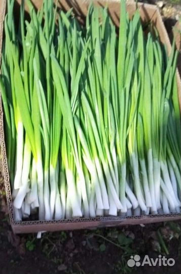 Лук зеленый свежей срезки с доставкой LUK-2242